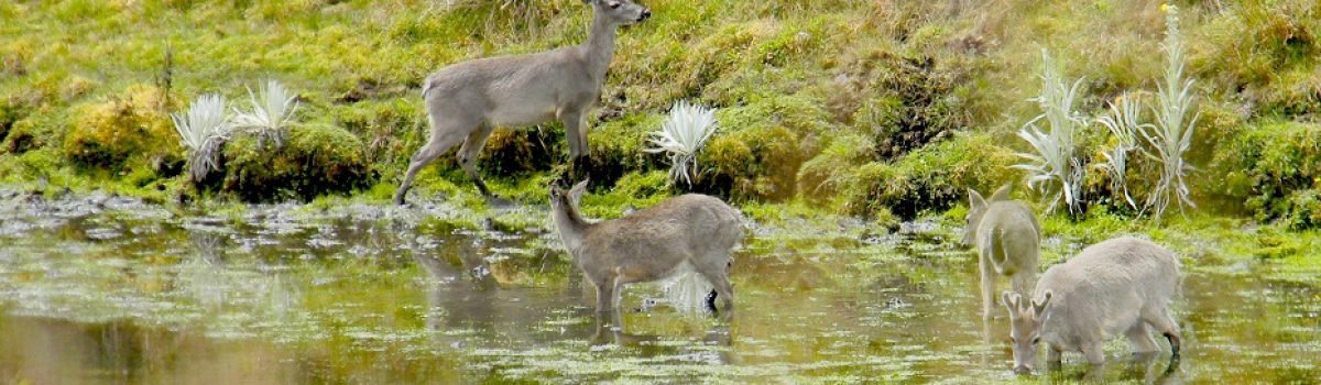 Avistamiento de Venado Cola Blanca