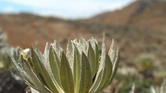 Frailejón Tulia Motavita Boyacá Frailejón Tulia Motavita Boyacá