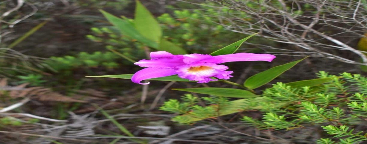 Lagunas de Tibayoque Paya Boyacá Senderismo flores